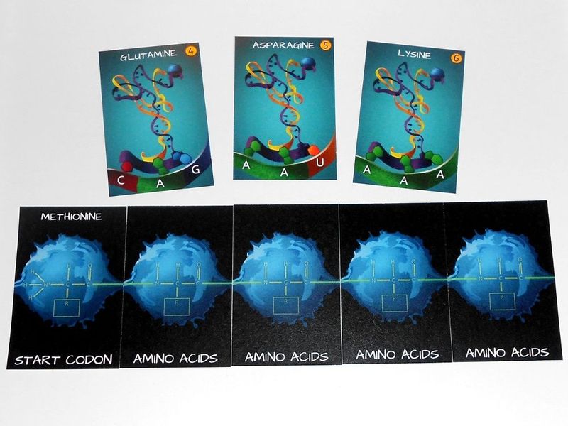 Peptide A Protein Building Game - Good Games