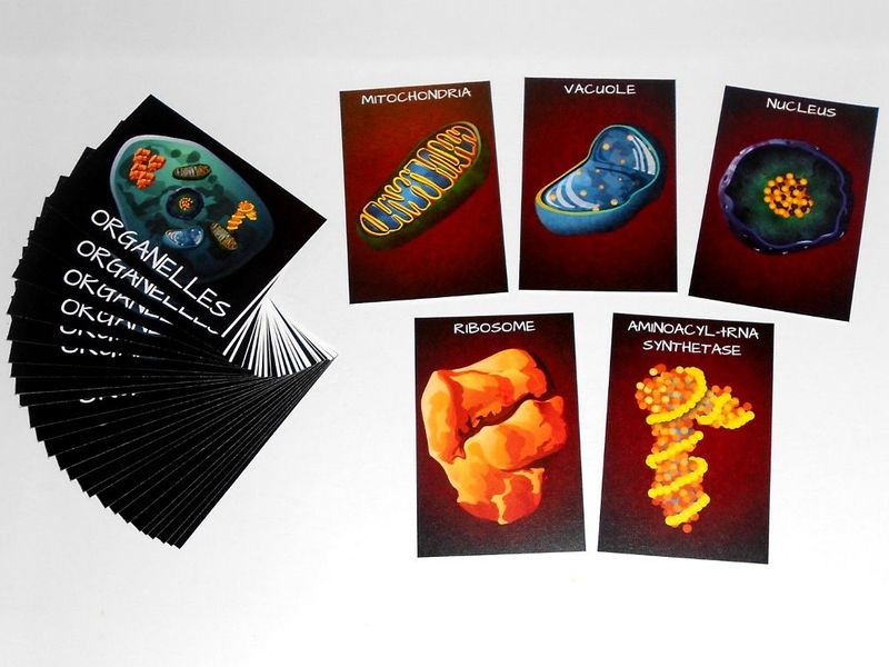 Peptide A Protein Building Game - Good Games