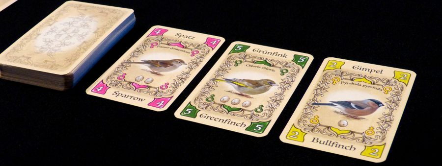 Piepmatz Little Songbirds