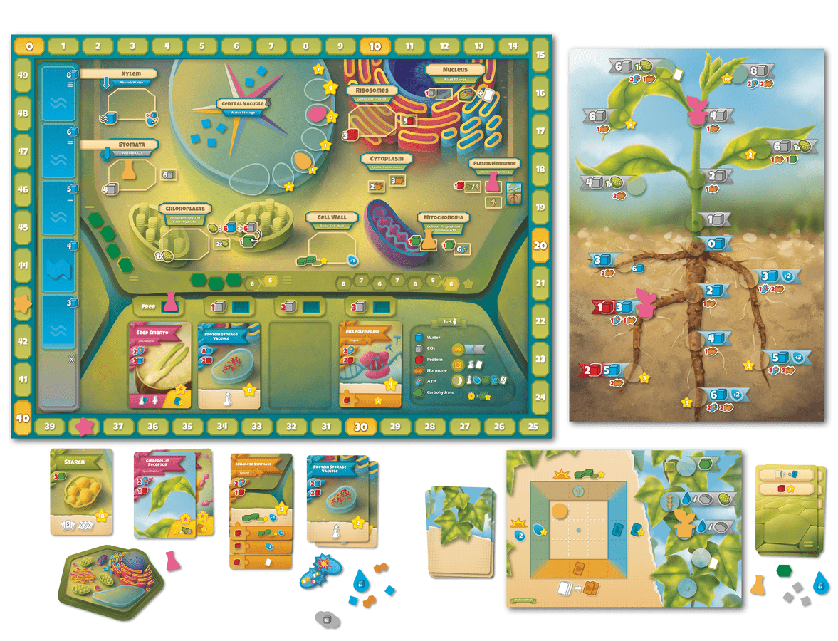 Cellulose: A Plant Cell Biology Game