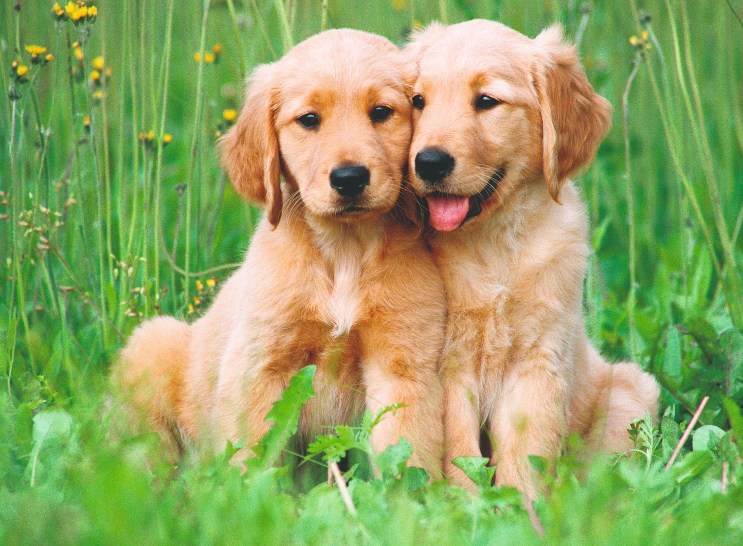Ravensburger - The Golden Retriever Brothers 500 Piece Jigsaw