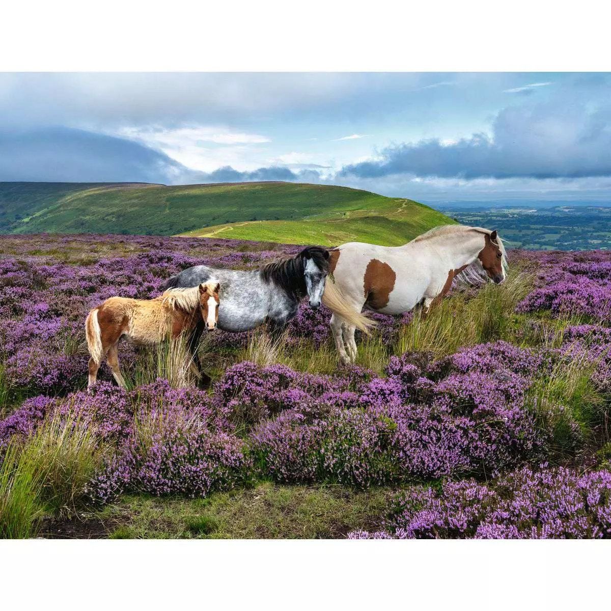 Ravensburger Wild Horses in the Heather 2000 Piece Jigsaw Puzzle