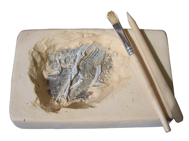 Australian Fossil Find - Good Games