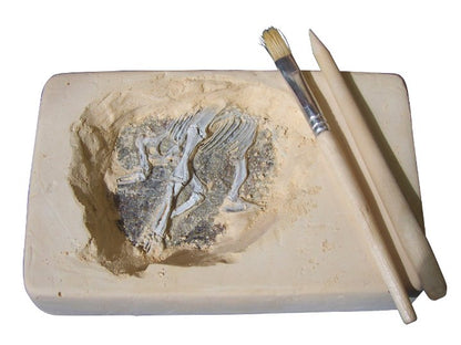 Australian Fossil Find - Good Games