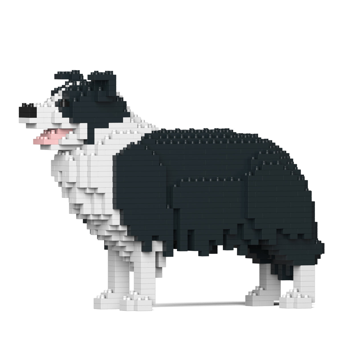 Jekca - Border Collie - Small (01S-M01)