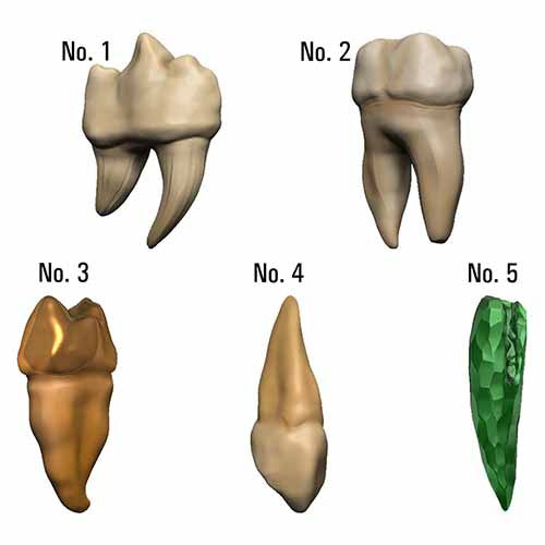 Dungeons &amp; Dragons Teeth of Dahlver-Nar Bite-Sized Artifact