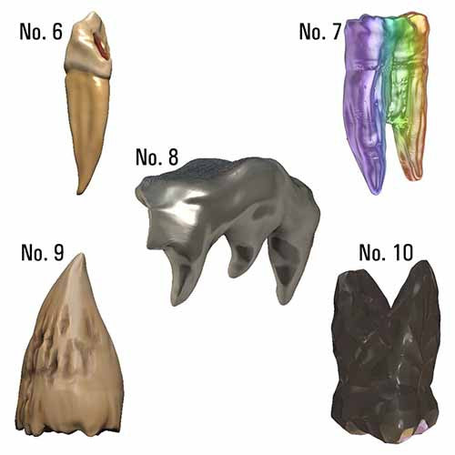 Dungeons &amp; Dragons Teeth of Dahlver-Nar Bite-Sized Artifact